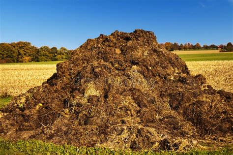 Animal Dung stock photo. Image of fertilize, dung, pile - 14609460 