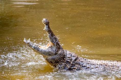 Crocodile Sex Frenzy Triggered By Chinook Helicopters That Sound Like Mating Roar Daily Star