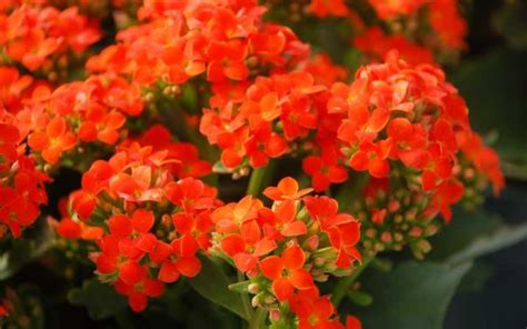 Kalanchoe Plant Care Made Easy With These 4 Tips