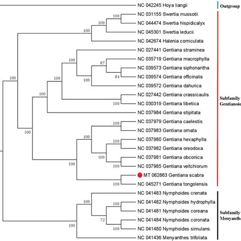 Phylogenetic Relationship Of 27 Species Based On The Chloroplast Genome Download Scientific