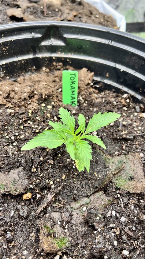 Nuka Seeds Tokamak Grow Diary Journal Week By Sinsemii Growdiaries