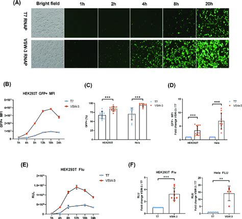 Expression Of Gfp And Flu Mrna In Hek T And Hela Cells A Green