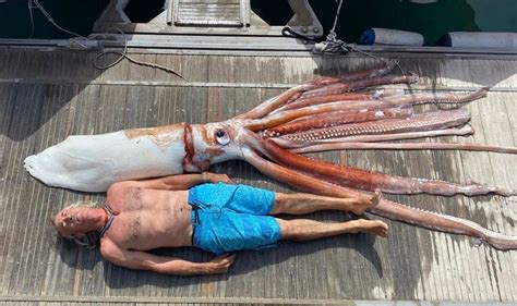 Cad Ver De Lula Gigante Encontrado Boiando No Oceano