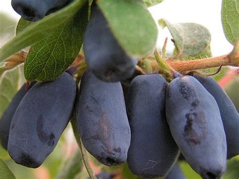 Жимолость съедобная Лакомка в наличии низкая цена - саженцы и ...