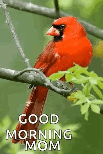 Good Morning Red Bird Good Morning Red Bird Sparkle Discover