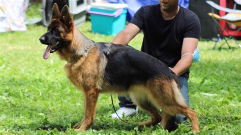 Chien Berger Allemand Ch Rixie Des L Gendaires Nahauri