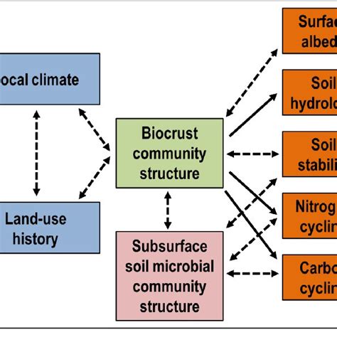 Biological Soil Crusts Are Found Worldwide In Drylands Where They