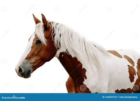 Gorgeous Pinto Stallion With Nice Bridle Standing Stock Photo Image