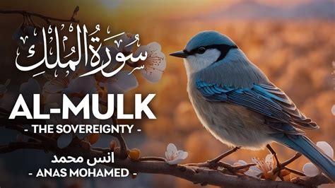 Surah Al Mulk سورة الملك أنس محمد Anas Mohammad Quran Recitation 4k