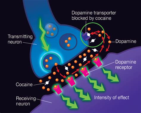 Brian Owens Image: Brain Receptors