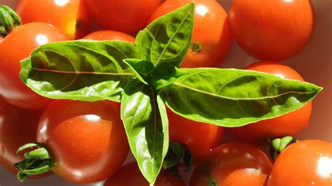 Full HD tomatoes wallpaper