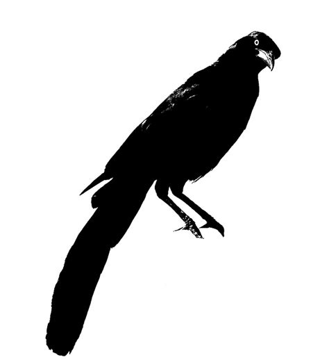 Free illustration: Crow, Bird, Blackbird, Raven - Free Image on Pixabay ...