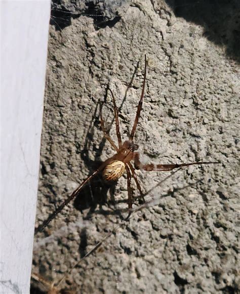 Juvenile Male Western Black Widow Slc Ut Rspiders