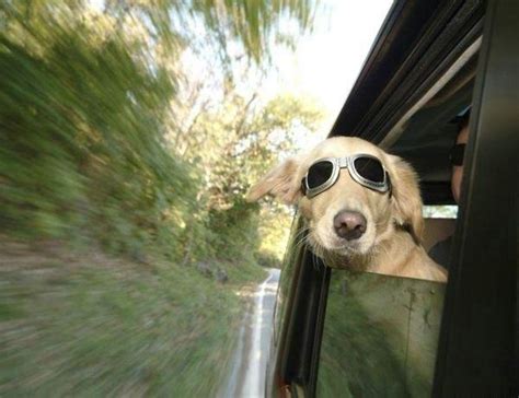 15 best Animals wearing sunglasses images on Pinterest | Funny dogs ...