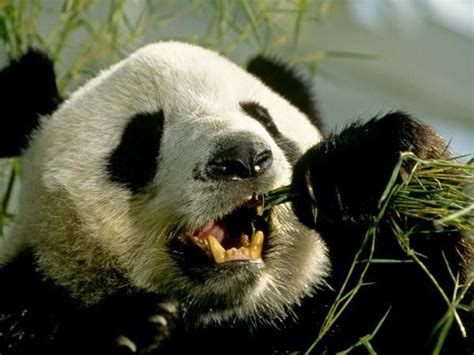 Cómo sobreviven los pandas gigantes comiendo solo bambú Big Panda