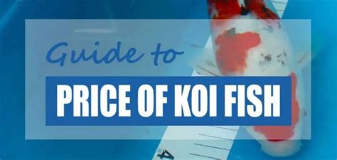 How Much Are Koi Fish Worth Koi Price Chart Pond Informer