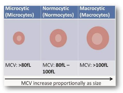 Patho Alterations Of Erythrocyte Function Exam Summer