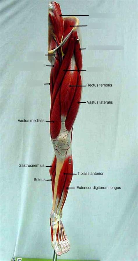 Thigh Leg Anterior Pt 1 Diagram Quizlet