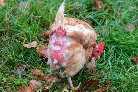 Prolapse Vent In Chickens Symptoms Causes Treatment