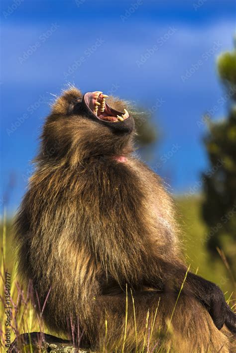 Gelada Baboon Teeth