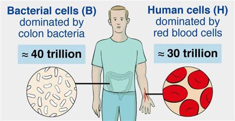 Bacteria Anatomy