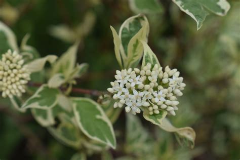 Variegated Red Twig Dogwood