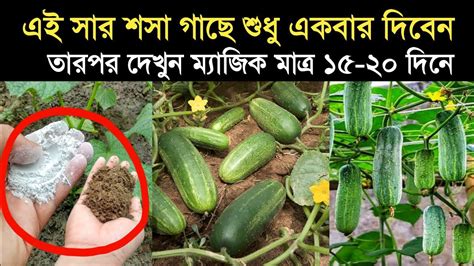 শসা গাছে সার দেওয়ার নিয়ম শসা গাছে কি সার দিলে শসার ফলন হবে