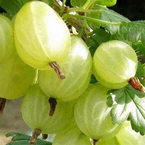 Gooseberry Hinnonmaki Yellow Seeds Plants Bulbs