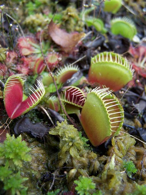 types  carnivorous plants   characte vrogueco
