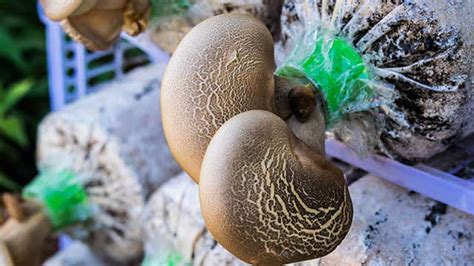 A Beginner's Guide to Growing Edible Mushrooms