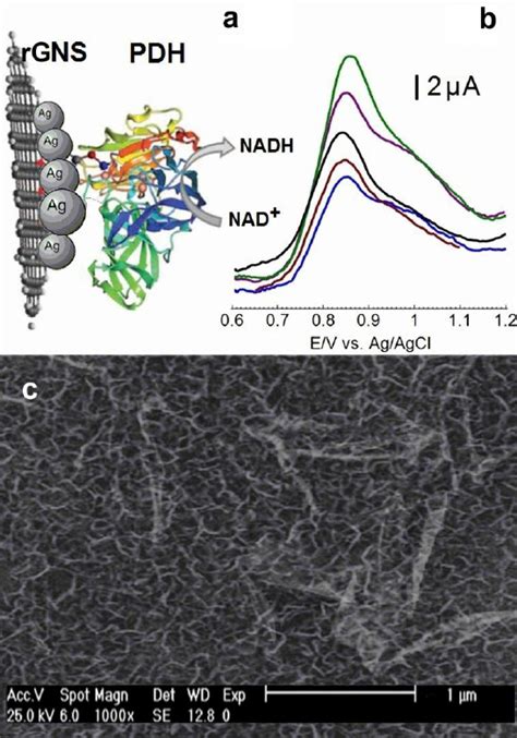 A Reaction Of The Enzyme Electrode B Biosensor Response C FESEM