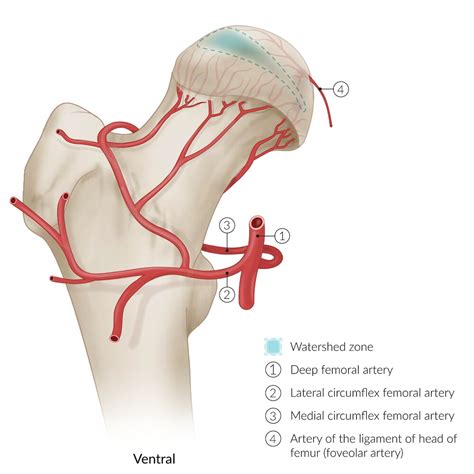 Medial Circumflex Femoral Artery Branches