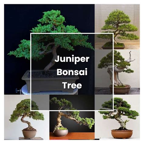 How to Grow Juniper Bonsai Tree - Plant Care & Tips | NorwichGardener