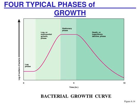 Ppt General Microbiology Powerpoint Presentation Free Download Id