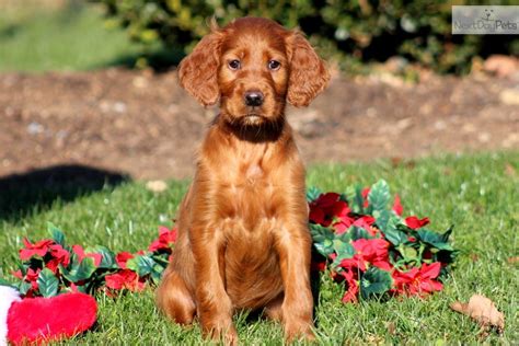 Irish Setter Breeders East Coast At Luca Swift Blog