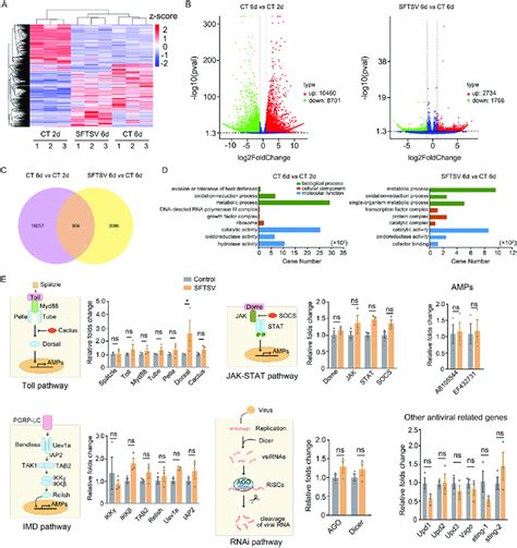 The Status Of Immune Response Induced By SFTSV Infection In H