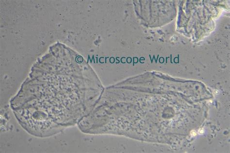 Microscope World Blog: Cheek Cells under the Microscope