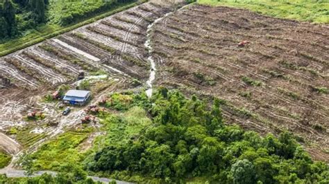 Perusahaan Sawit Di Papua Buka Lahan Hektar Meski Izin Dicabut