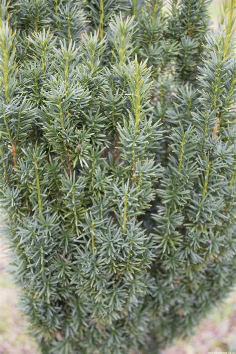 Taxus Baccata ‘fastigiata’ Irish Yew New Wood Trees