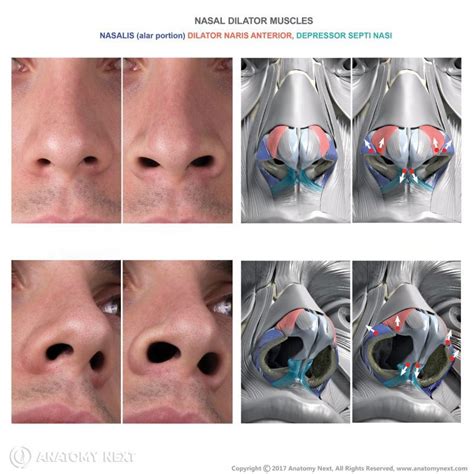 Alar nasalis | Anatomy.app