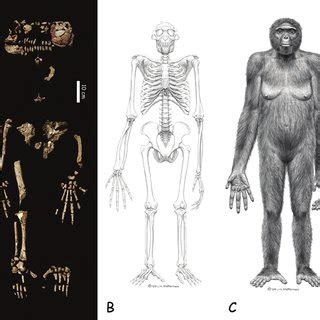 (PDF) Ardipithecus Ramidus and the Birth of Humanity