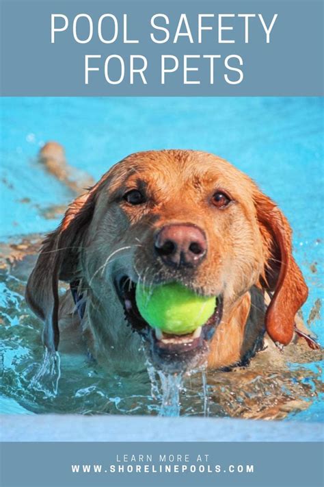 Pool Safety For Pets Pool Safety Pets Swimming Pool Safety