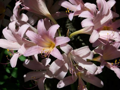 Gratis Billeder Blomst Kronblad Sommer Botanik Lyserød Flora