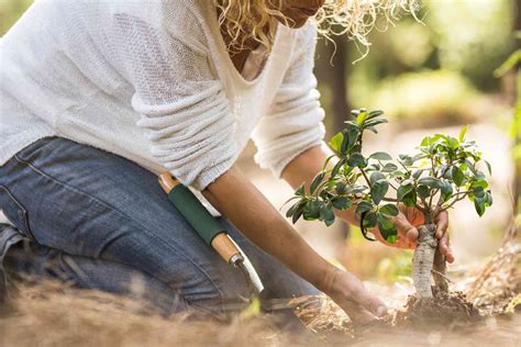 Cultiver le topinambour plantation entretien récolte