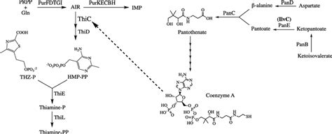 Thiamine and coenzyme A biosynthesis. (Left) The thiamine biosynthetic ...