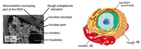 😂 Definition of nucleus in a plant cell. Cell Nucleus (Plant, Animal ...