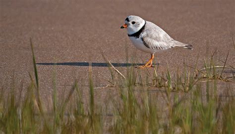 Shorebirds on the Islands need help - The Martha's Vineyard Times