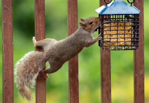 7 Tricks To Keep Squirrels Out Of Bird Feeders Best Squirrel Proof