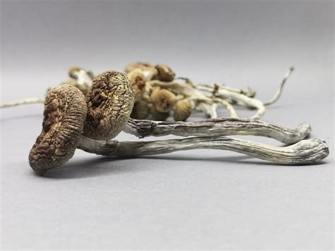 Cogumelo P Cubensis Cambodian Pacotes De 10g