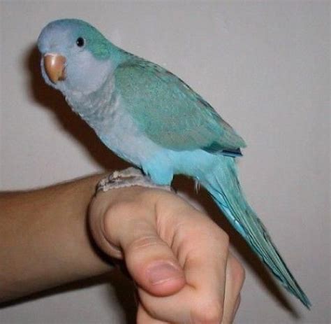 Baby Blue Quaker Parrot Parrottips Parrot Pet Pet Birds Parrot